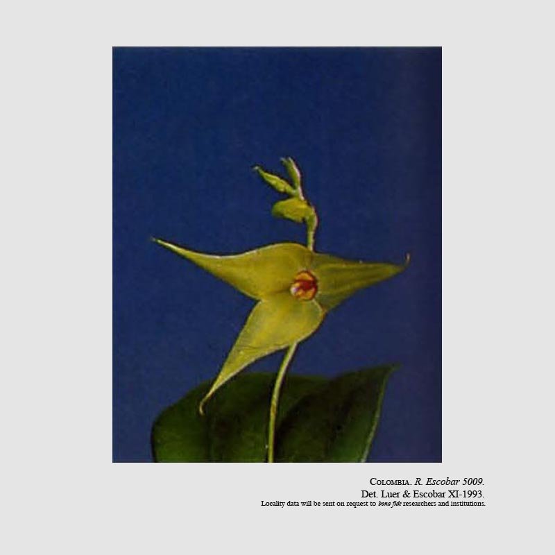 Lepanthes arbuscula